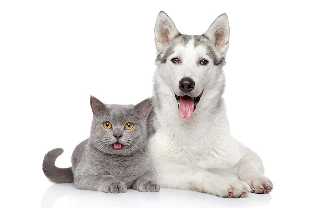 犬と猫
