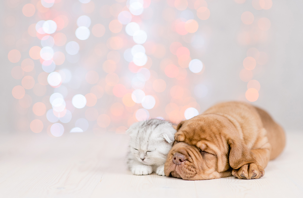犬猫のペット保険ランキングサイトを検証